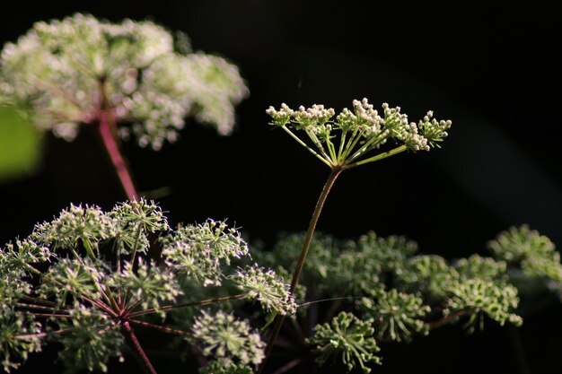 Foto primer plano de una planta con flores contra un fondo negro