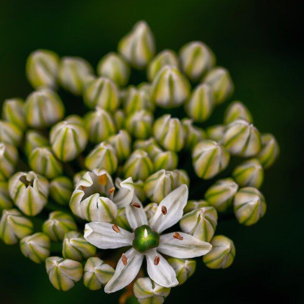 Foto primer plano de una planta con flores contra un fondo negro