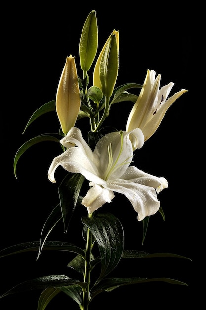 Foto primer plano de una planta con flores contra un fondo negro