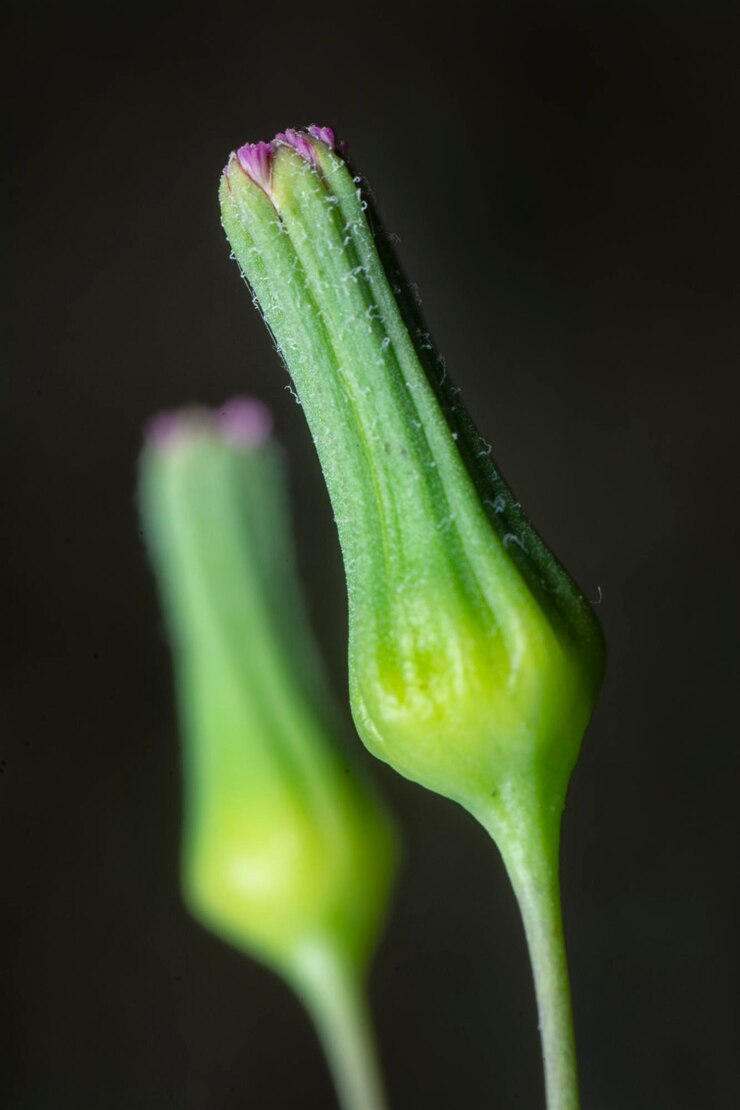 Foto un primer plano de la planta de flores lilac tasselflower bud bush