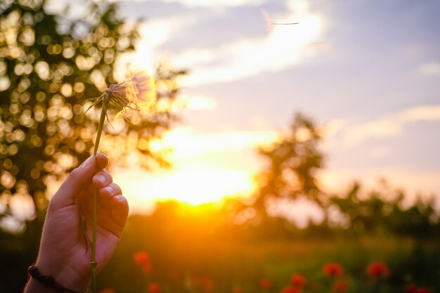 Foto primer plano de una planta con flores en la mano al atardecer