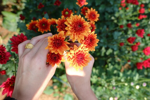 Foto primer plano de una planta con flores en la mano