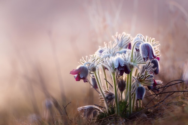 Primer plano de una planta con flores marchitadas en el campo