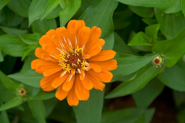 Foto primer plano de una planta con flores de naranja