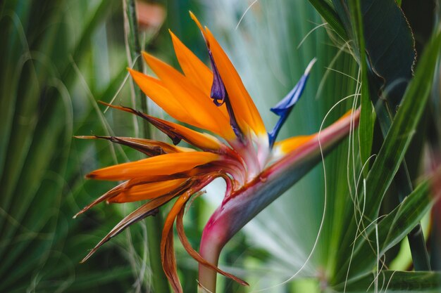 Primer plano de una planta con flores de naranja