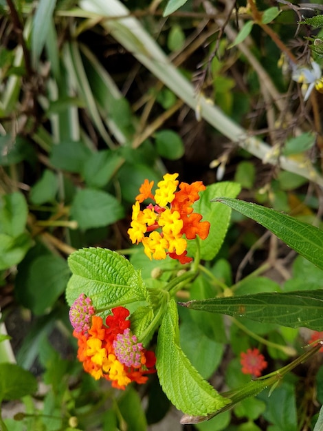 Primer plano de una planta con flores de naranja