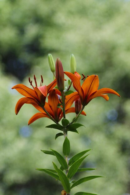 Foto primer plano de una planta con flores de naranja