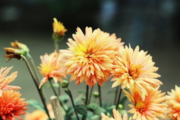 Foto primer plano de una planta con flores de naranja