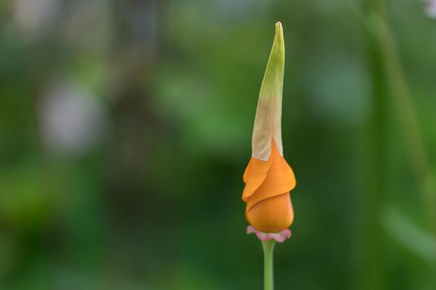 Foto primer plano de una planta con flores de naranja