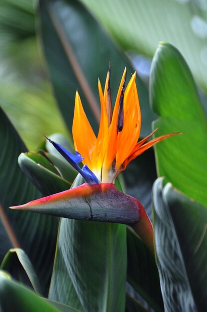 Primer plano de una planta con flores de naranja