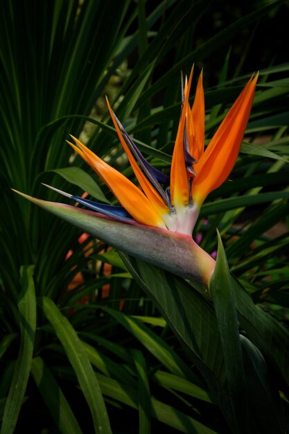 Primer plano de una planta con flores de naranja
