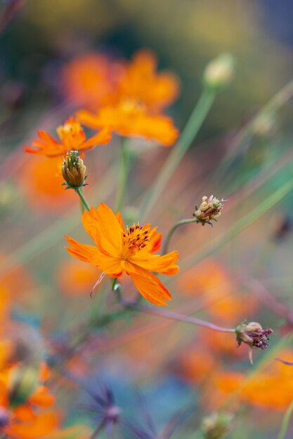 Foto primer plano de una planta con flores de naranja