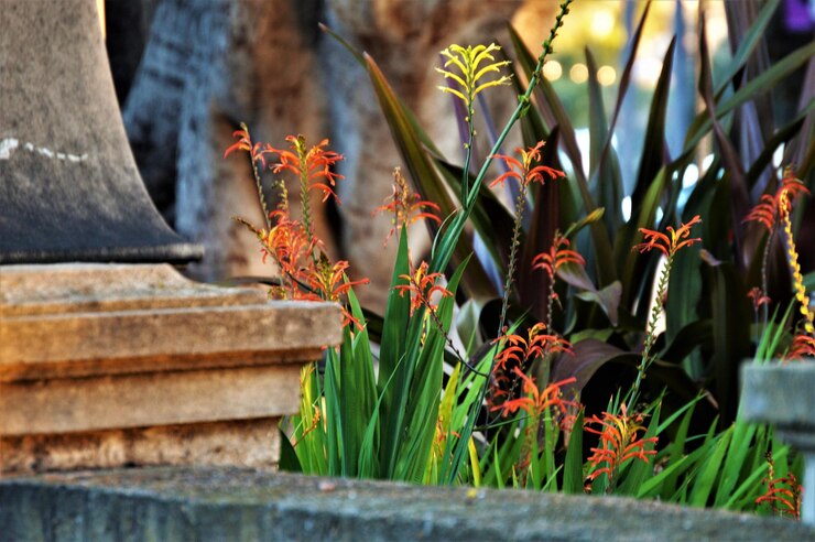 Foto primer plano de una planta con flores de naranja