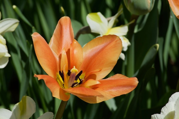 Foto primer plano de una planta con flores de naranja