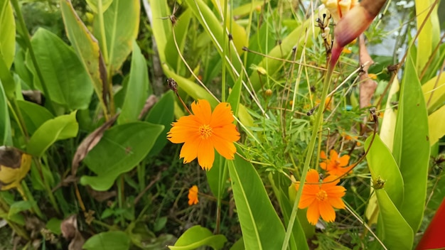 Un primer plano de una planta con flores de naranja