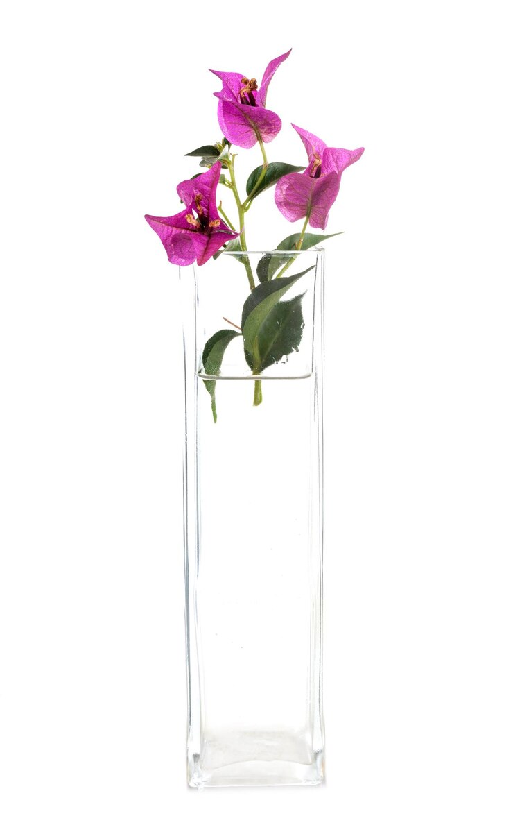 Foto primer plano de una planta con flores púrpura en un jarrón contra un fondo blanco