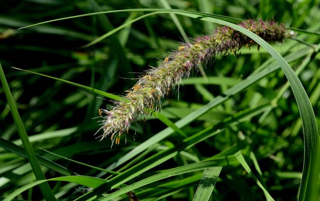 Foto primer plano de una planta con flores púrpuras en el campo