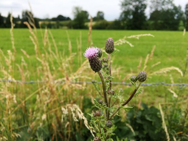 Foto primer plano de una planta con flores púrpuras en el campo