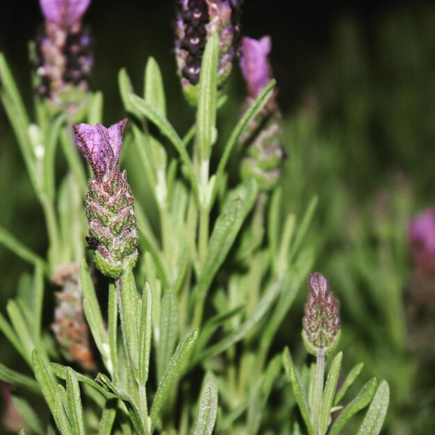 Foto primer plano de una planta con flores púrpuras en el campo