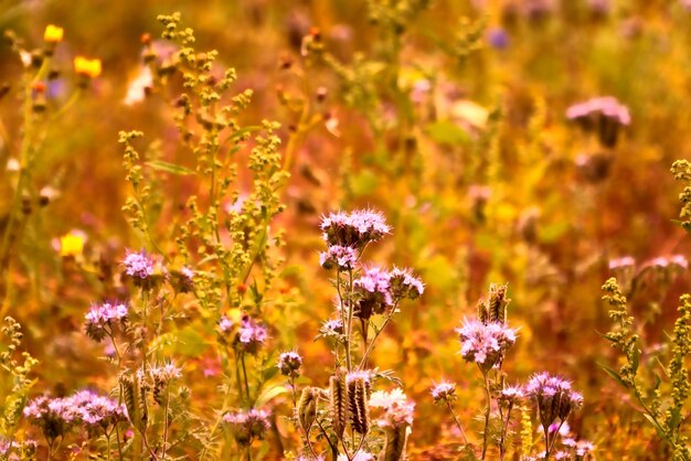 Foto primer plano de una planta con flores púrpuras en el campo