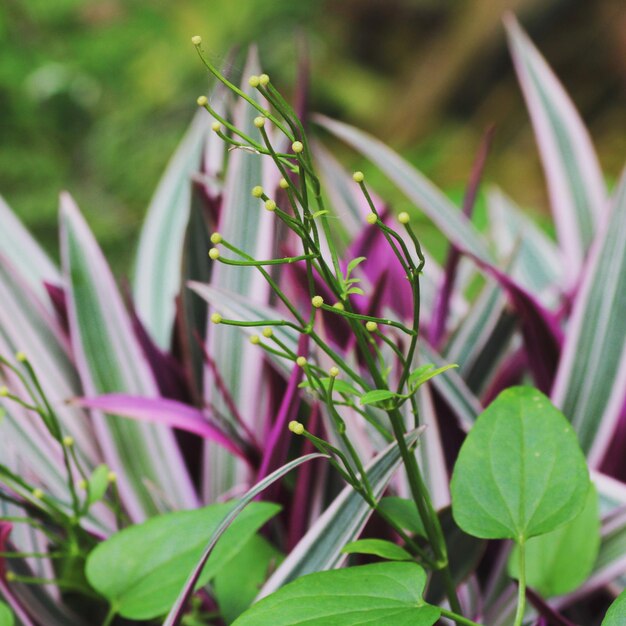 Primer plano de una planta con flores púrpuras en el campo