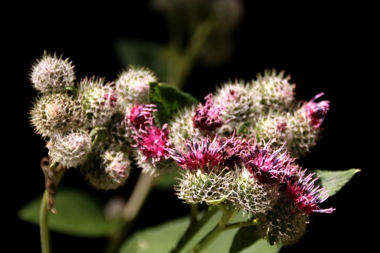 Foto primer plano de una planta con flores púrpuras contra un fondo negro
