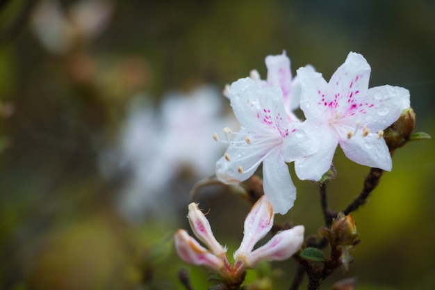 Primer plano de una planta con flores púrpuras húmedas