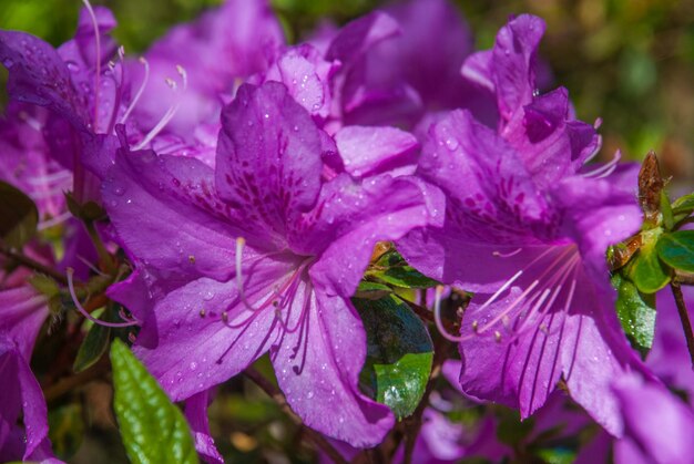 Foto primer plano de una planta con flores púrpuras húmedas