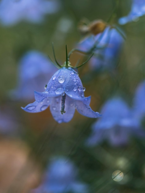 Foto primer plano de una planta con flores púrpuras