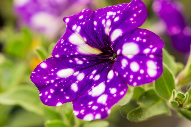 Primer plano de una planta con flores púrpuras