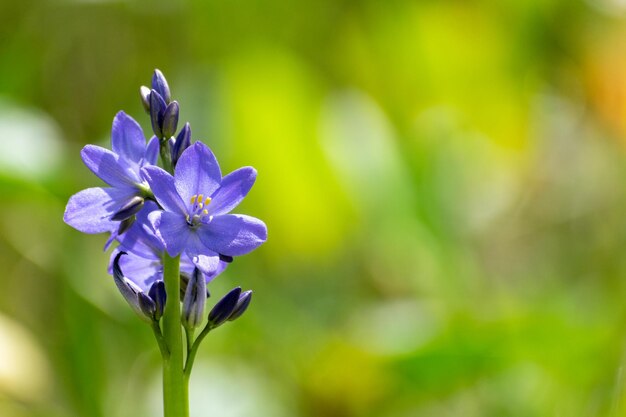 Primer plano de una planta con flores púrpuras