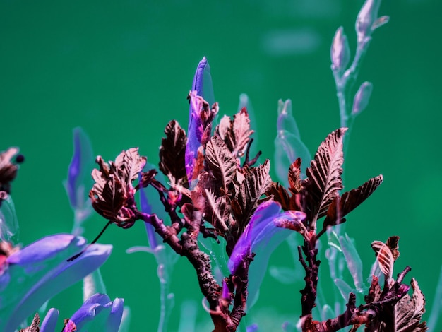 Foto primer plano de una planta con flores púrpuras