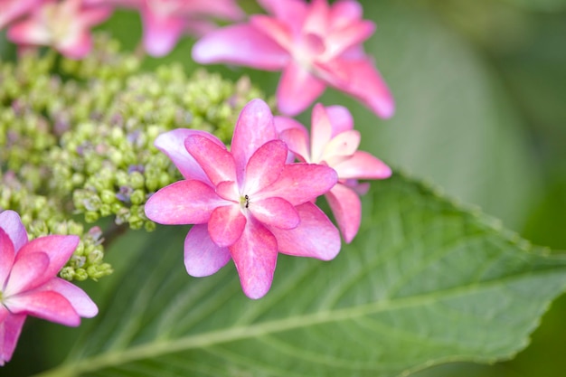 Primer plano de una planta con flores púrpuras