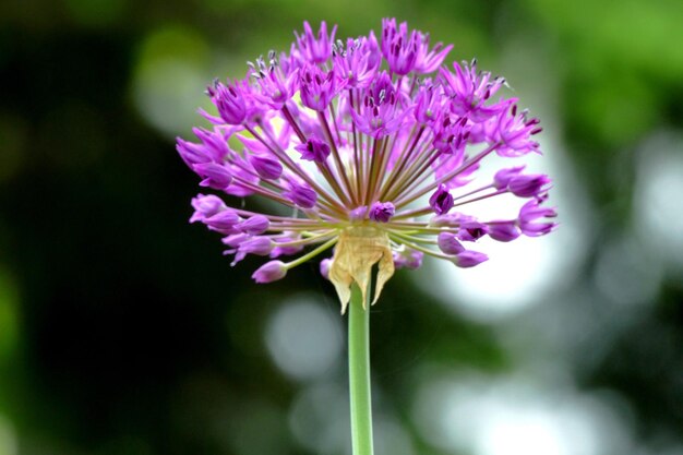 Foto primer plano de una planta con flores púrpuras