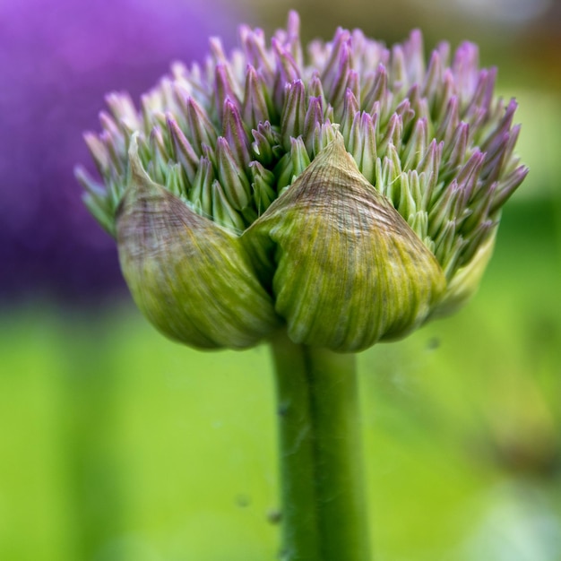 Primer plano de una planta con flores púrpuras