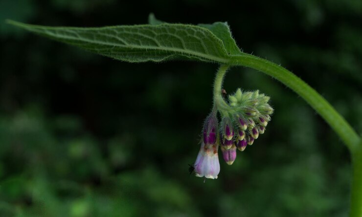 Foto primer plano de una planta con flores púrpuras