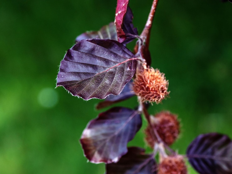 Foto primer plano de una planta con flores púrpuras