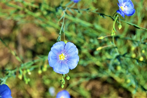 Foto primer plano de una planta con flores púrpuras