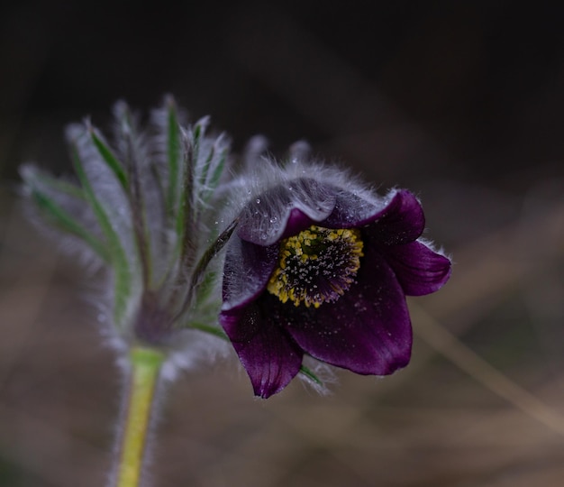 Foto primer plano de una planta con flores púrpuras