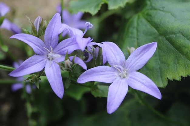 Foto primer plano de una planta con flores púrpuras