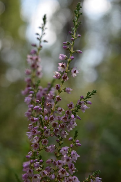 Foto primer plano de una planta con flores púrpuras