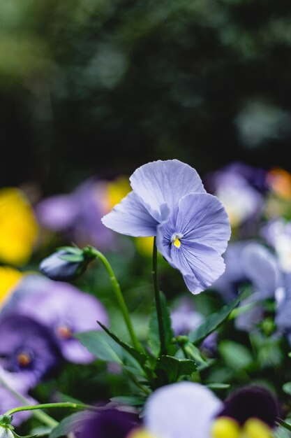 Foto primer plano de una planta con flores púrpuras