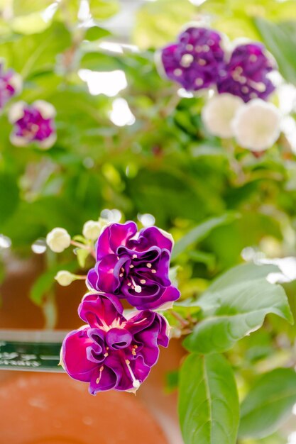 Foto primer plano de una planta con flores púrpuras