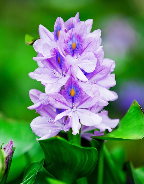 Foto primer plano de una planta con flores púrpuras
