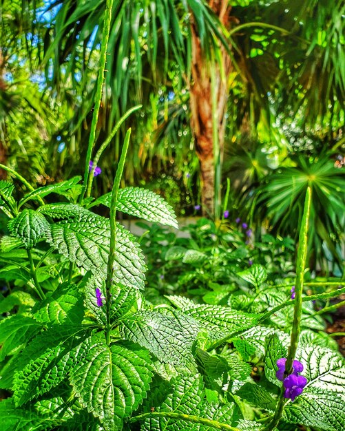 Foto primer plano de una planta con flores púrpuras