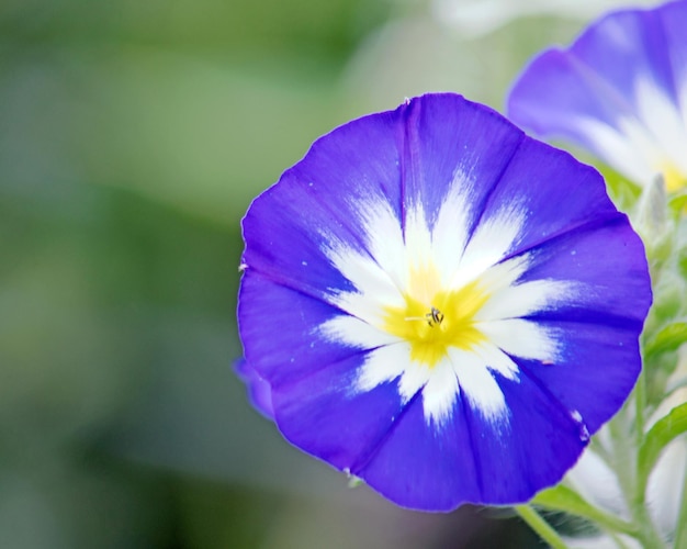 Foto primer plano de una planta con flores púrpuras