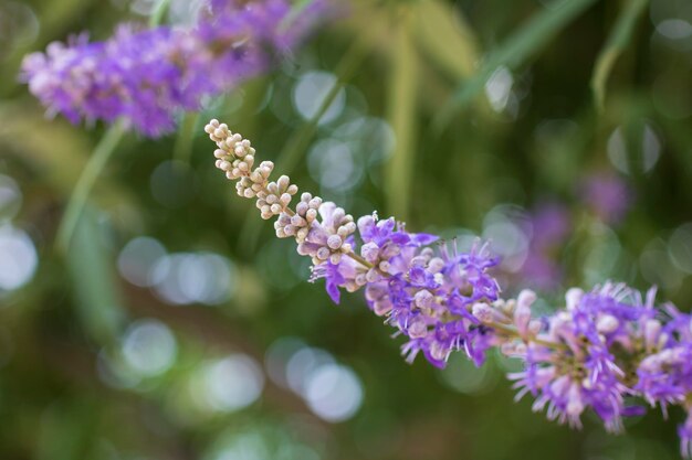 Foto primer plano de una planta con flores púrpuras