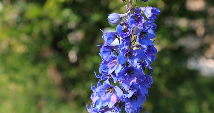 Foto primer plano de una planta con flores púrpuras