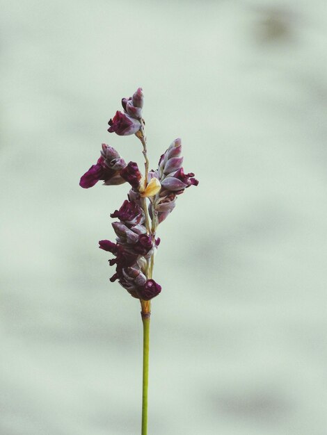 Foto primer plano de una planta con flores púrpuras