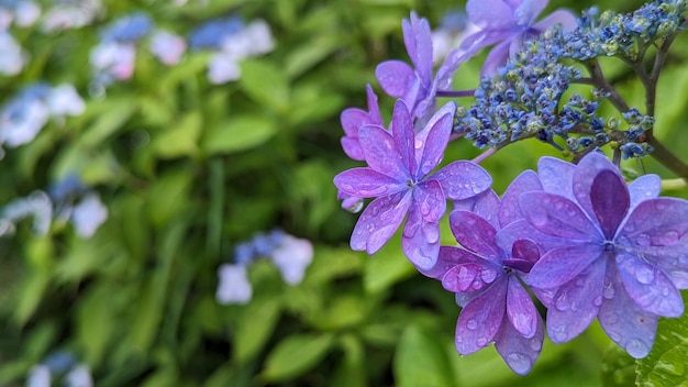 Primer plano de una planta con flores púrpuras